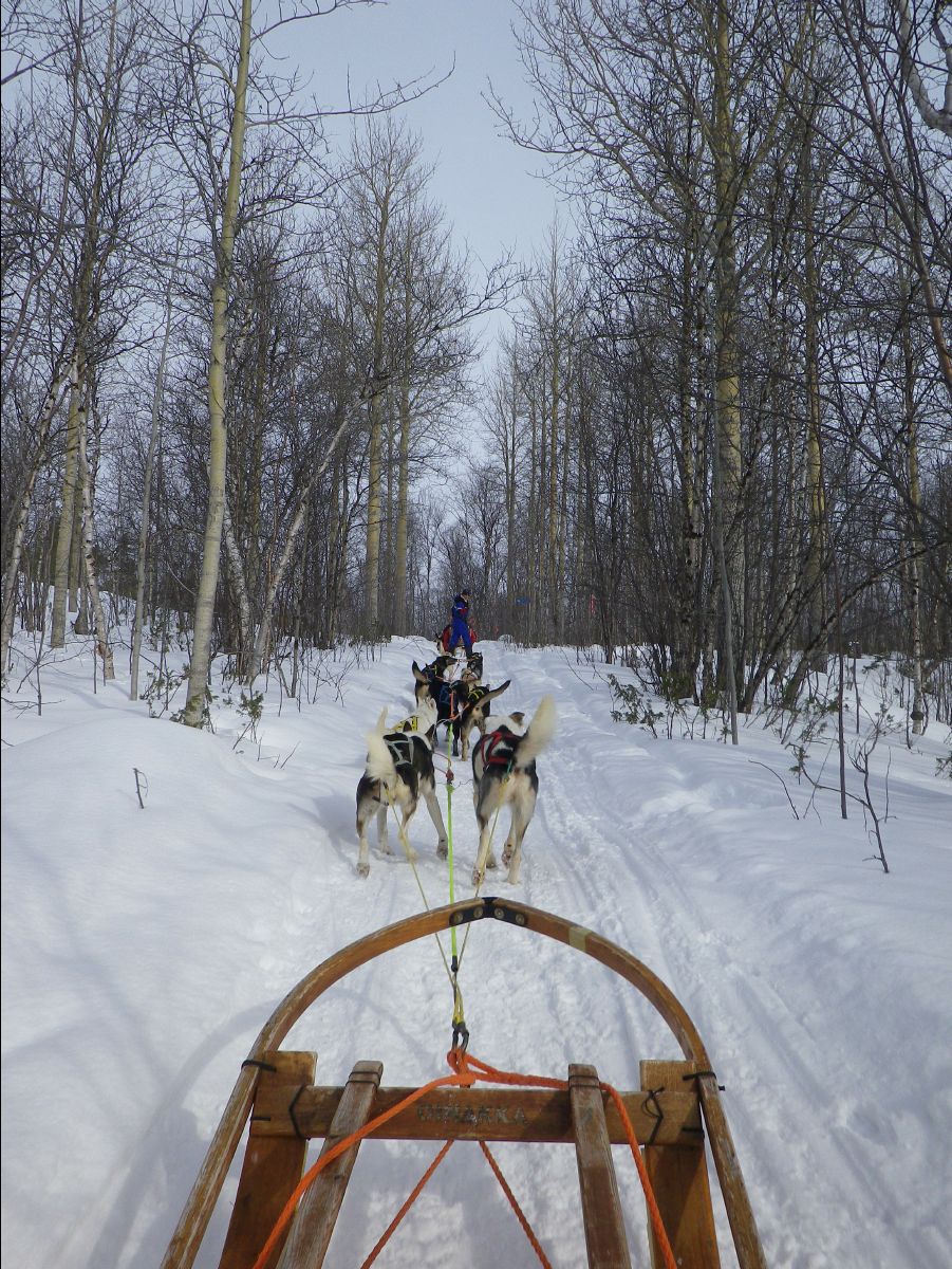 Dogs sledge48